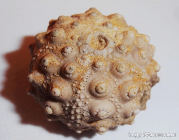 морские ежи, юра, ежи, Донецкая область, Hemicidaris, Jurassic