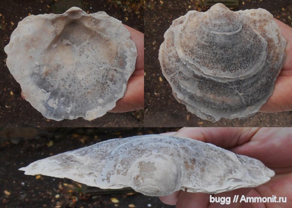 мел, двустворки, маастрихт, Бахчисарайский район, Maastrichtian, Cretaceous