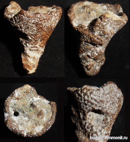 мел, губки, Саратовская область, Ventriculites, Cretaceous
