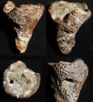 губка-Ventriculites sp.