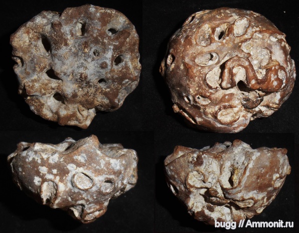 мел, губки, Саратовская область, Etheridgea, etheridgea goldfussi, Cretaceous