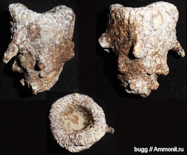 мел, губки, Саратовская область, Microblastium, Александровка, Cretaceous