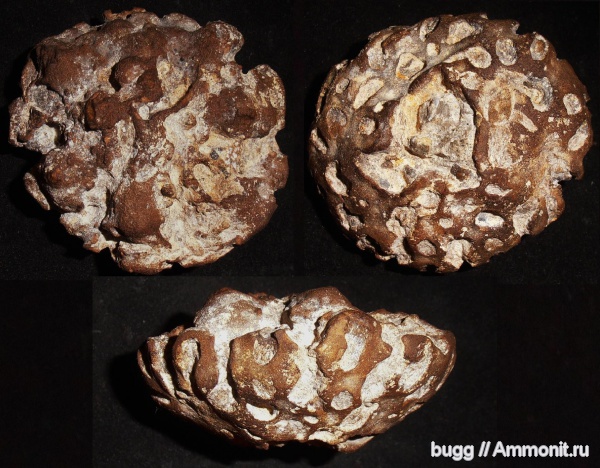 мел, губки, Саратовская область, Etheridgea, Etheridgea munsteri, Cretaceous