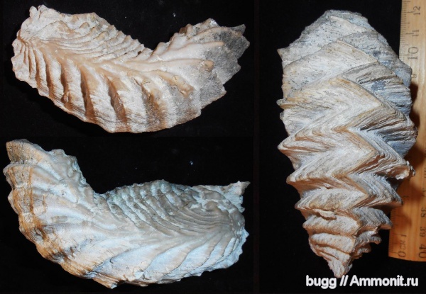 двустворки, маастрихт, Lopha, Бахчисарайский район, Maastrichtian