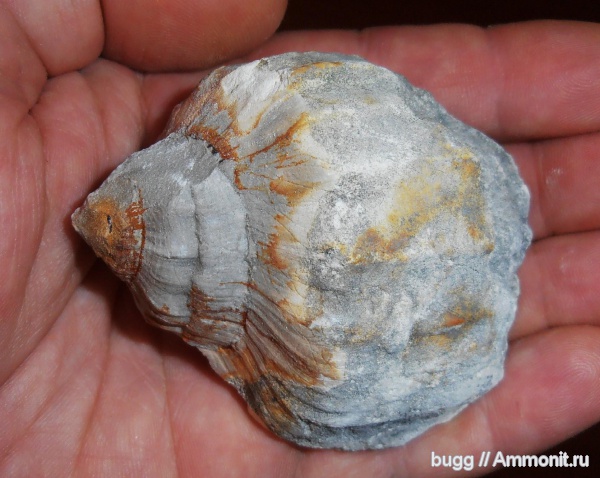 мел, Терновка, Cretaceous