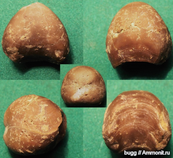 брахиоподы, ордовик, Путилово, Porambonites, Ordovician
