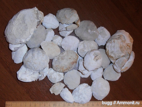 палеоген, Крым, Xanthopsis, крабы, Симферополь