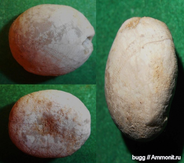 морские ежи, палеоген, Бахчисарайский район