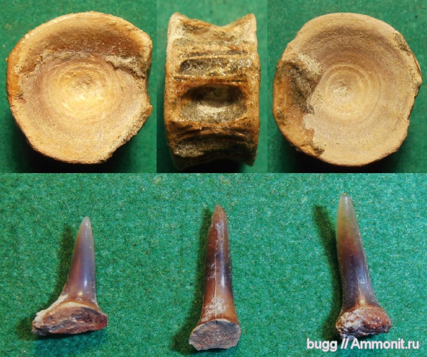 акулы, маастрихт, зубы акул, позвонки акул, Бахчисарайский район, Maastrichtian, shark teeth, sharks