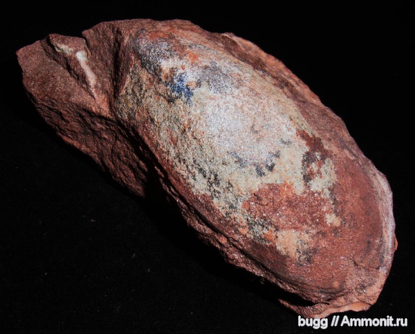 девон, Devonian, бесчелюстные рыбы, Podoliaspis, Тернопольская область