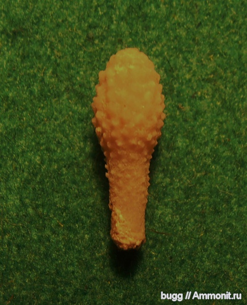 морские ежи, датский ярус, Бахчисарайский район