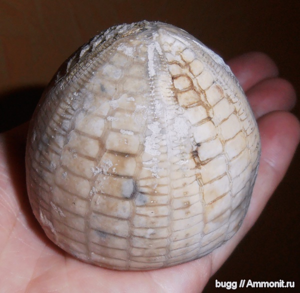 морские ежи, мел, маастрихт, Крым, Echinocorys, Бахчисарайский район, Maastrichtian, Cretaceous