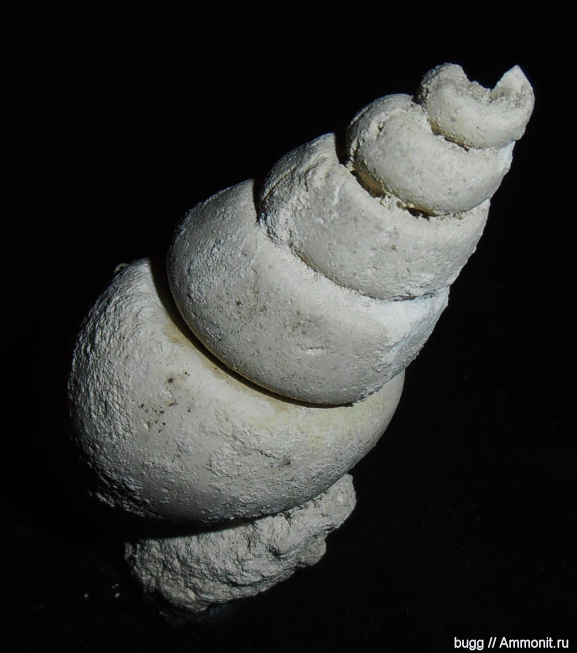 ядро раковины гастроподы. древние гастроподы. гастропода окаменелость. вымершие моллюски гастроподы. гастроподы окаменелые.