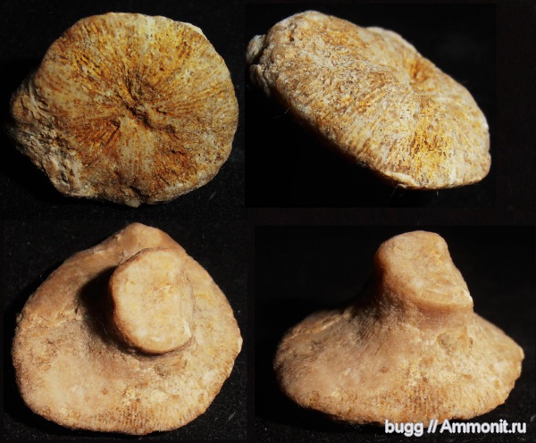 мел, кораллы, готерив, Симферополь, Scleractinia, Cretaceous, нижний готерив