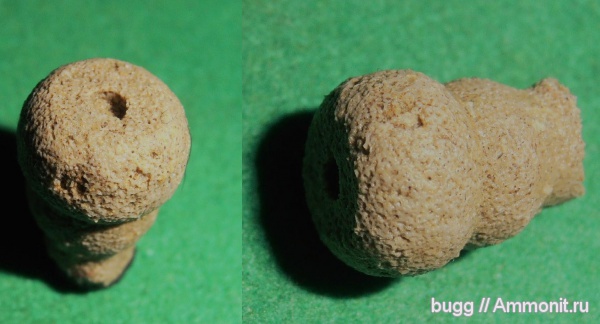 мел, губки, Симферопольский район, Peronidella, Cretaceous