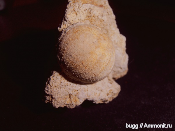 морские ежи, мел, Крым, готерив, Spaniocyphus, Cretaceous, нижний готерив