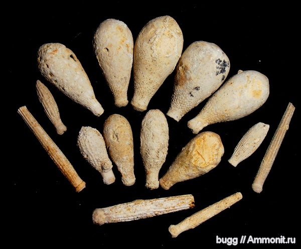 морские ежи, мел, иглы морских ежей, Симферополь, Cretaceous