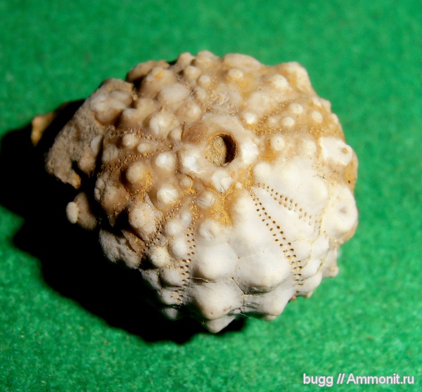 морские ежи, Крым, Байдарская долина, Acrocidaris