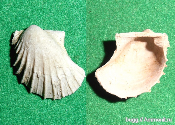 мел, двустворки, Oxytoma, Oxytoma cornueliana, Cretaceous
