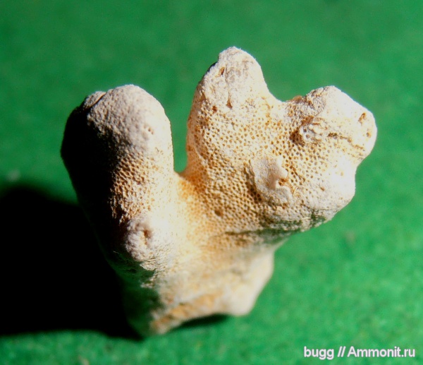 мел, губки, Байдарская долина, Cretaceous