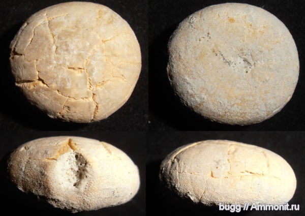 морские ежи, мел, готерив, Симферополь, Петропавловский карьер, Phyllobrissus, Cretaceous, нижний готерив морские ежи, мел, готерив, Симферополь, Петропавловский карьер, Phyllobrissus, Cretaceous, нижний готерив