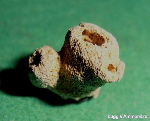 мел, губки, Симферополь, Cretaceous