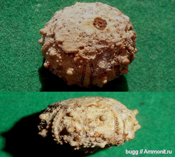 морские ежи, мел, Крым, готерив, Симферополь, Salenia, Cretaceous, нижний готерив