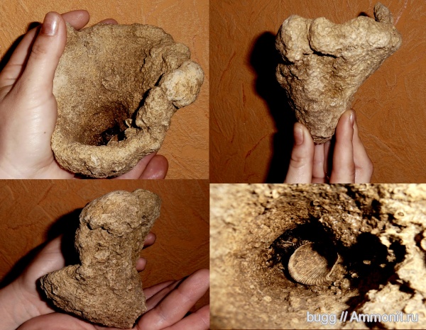 мел, губки, Крым, Spondylus, Cretaceous