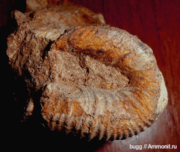 мел, гетероморфные аммониты, баррем, нижний баррем, Верхоречье, Barremian, Cretaceous, heteromorph ammonites