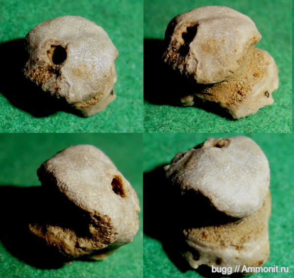 мел, губки, Симферополь, Cretaceous