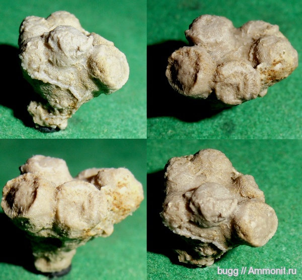 мел, губки, Симферополь, Cretaceous