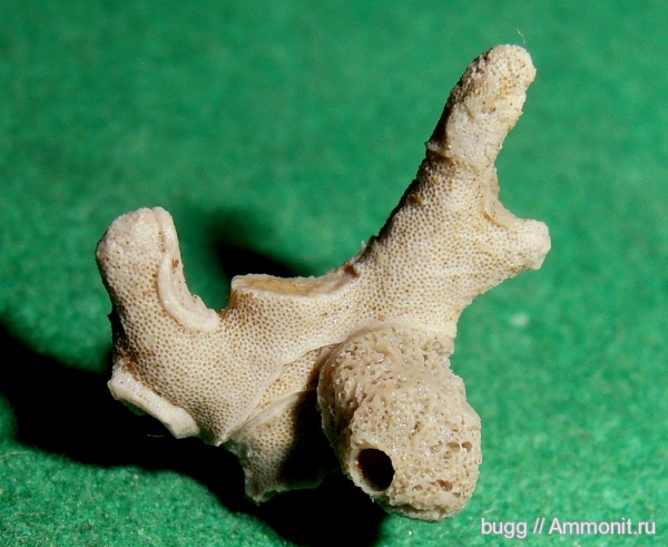 мел, губки, Крым, Симферополь, Петропавловский карьер, Cretaceous