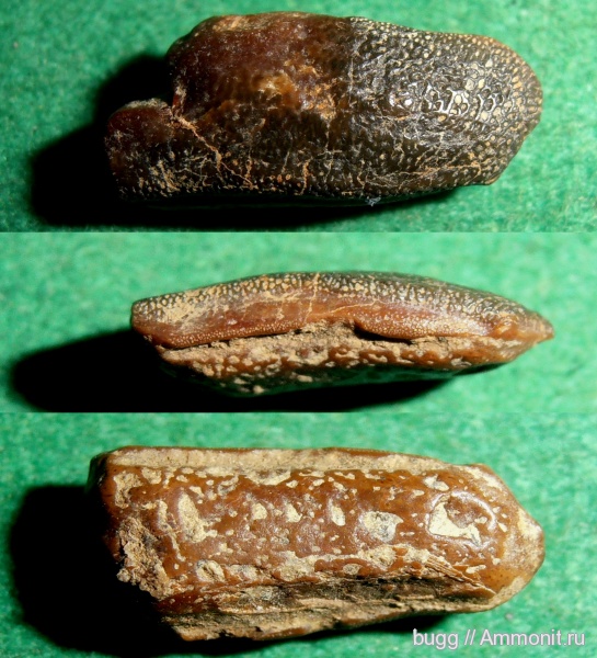 мел, готерив, зубы рыб, Бахчисарайский район, Asteracanthus, Cretaceous, fish teeth, нижний готерив