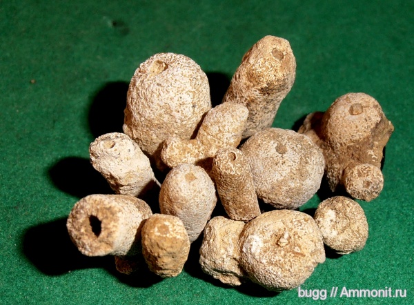 мел, губки, Бахчисарайский район, известковые губки, Cretaceous