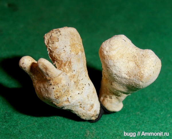 мел, губки, Бахчисарайский район, Cretaceous