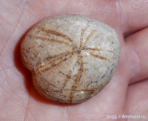 морские ежи, мел, Крым, Toxaster, Toxaster retusus, Научный, Cretaceous, нижний готерив