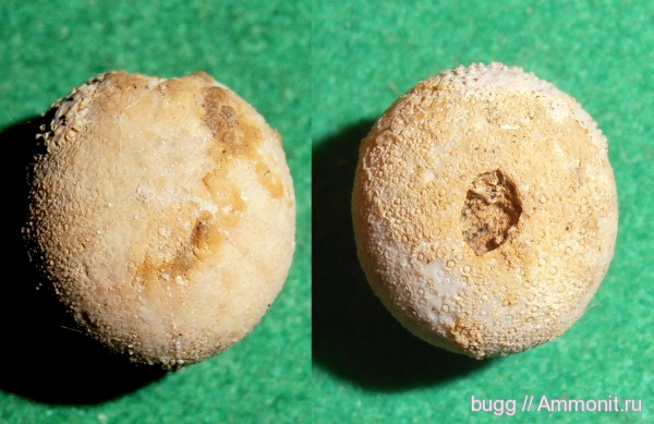 морские ежи, мел, готерив, Симферополь, Pseudopyrina, Cretaceous, нижний готерив