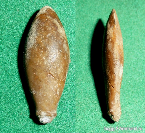 морские ежи, юра, Крым, Балаклава, иглы морских ежей, Jurassic