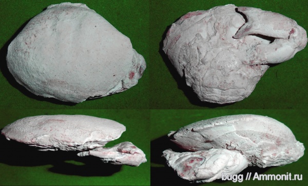 палеоген, Xanthopsis, крабы, Бахчисарай