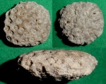 Колониальный коралл-Ellipsocoenia taurica