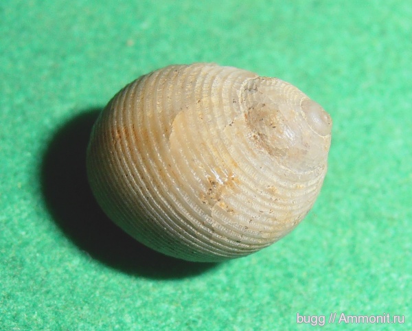 гастроподы, альб, Балаклава, Avellana, верхний альб