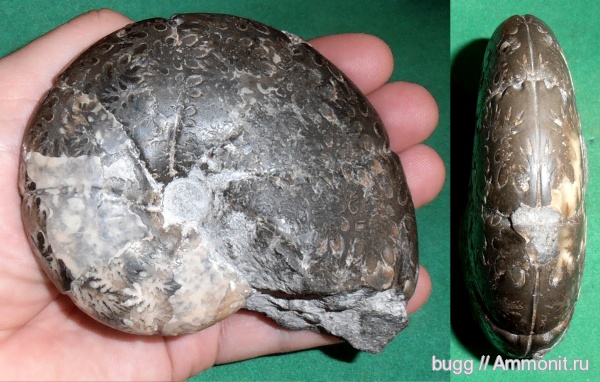 аммониты, альб, Балаклава, Phylloceratidae, Albian, верхний альб