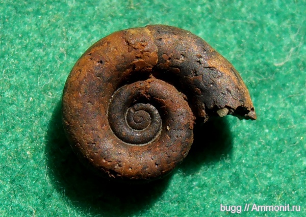 юра, Крым, аммонителла, Protetragonites, Тыловое, Jurassic