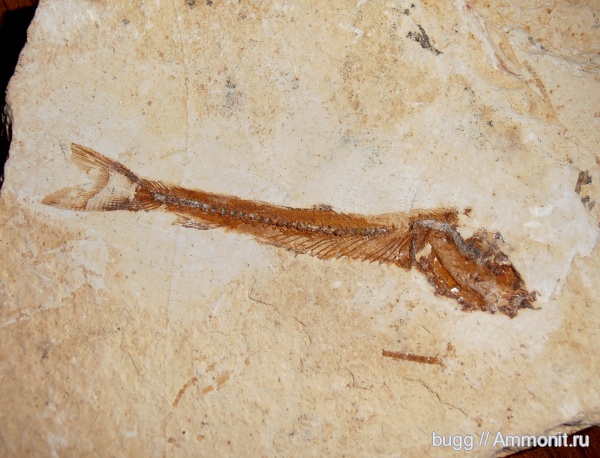 мел, рыбы, Бразилия, апт, Dastilbe elongatus, Aptian, Cretaceous, fish
