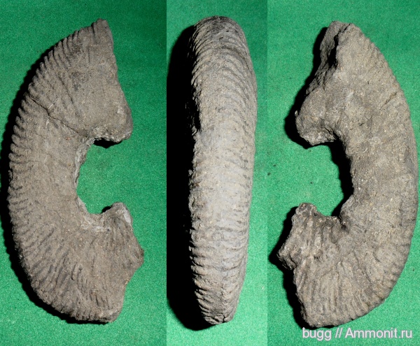 мел, гетероморфные аммониты, альб, Балаклава, Albian, Cretaceous, heteromorph ammonites, верхний альб