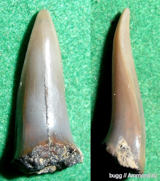 мел, маастрихт, зубы акул, Белогорск, Maastrichtian, Cretaceous, shark teeth