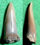 Маастрихтский зуб 1