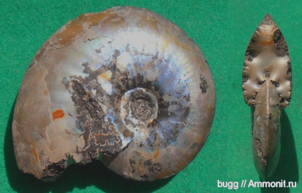 юра, Garniericeras, Jurassic