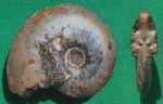 Garniericeras sp.