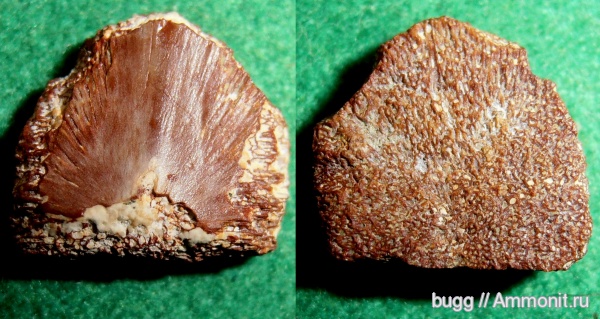 палеоген, черепахи, Белогорск